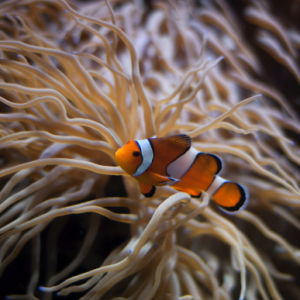 Freshwater Aquariums